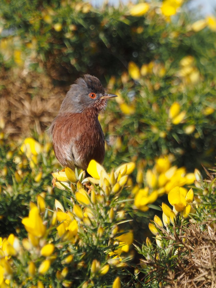 sdnpa's tweet image. What can you spot on the heaths now?

Now is the perfect time to look out for  the iconic Dartford warbler, watch them bobbing between shrubs and listen out to their scratchy song from the top of a gorse bush.

📷 Eleanor Page

#SouthDowns #HeathlandsReunited #HelpYourHeaths