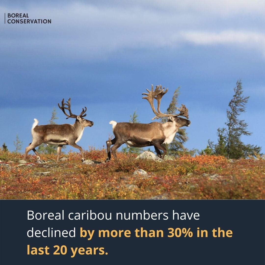 Borealconserve's tweet photo. The best way to protect #caribou? By supporting #conservation initiatives on the ground like #IPCAs. Caribou serve as the #Boreal Forest’s most prominent indicator species, and IPCAs can conserve massive intact landscapes that the caribou–and many other species–rely on. https://t.co/KfclHxu57x