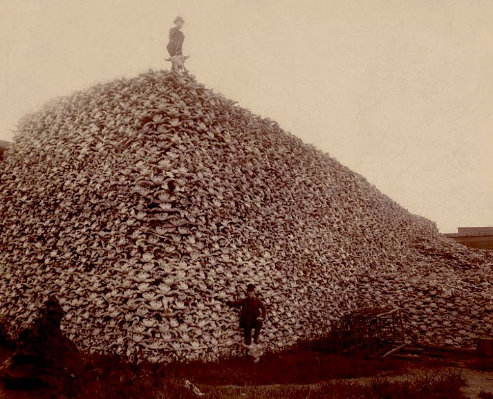 In school I was shown this image. It was the white man killing all the buffalo to starve the Native Americans and force those who survived into reservations. Such cruelty was unimaginable to me.

It all makes sense now.