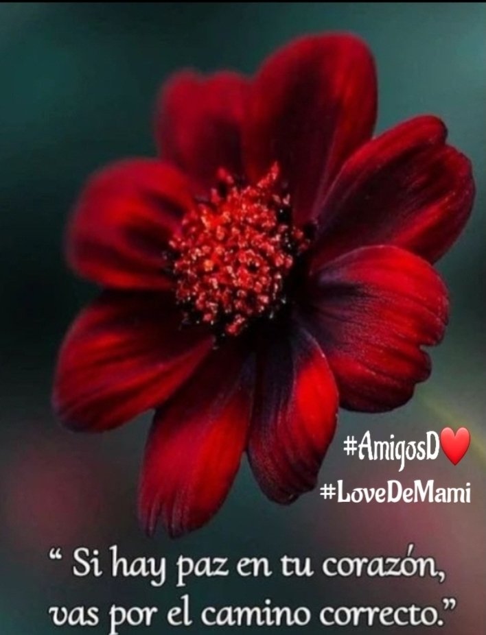 🌹❤#AmigosD❤ ❤#LoveDeMami @666_alhlwan @Luccy_007 @sor_sha @Fer_M66 @Ines1466 @Da__Eliz @fitoazul1 🌹 @Lucaaas2525 @insaurraldeh @IcelaLaureano @nuvisionquestt2 @vinaymishra1961 ❤ @Paty @velde01 @Oce_2520 @Pu_quis @Maiko_2111 @Luis__Ro 🌹 @mamiRD_ @ClasXalapa @miarianmoreno