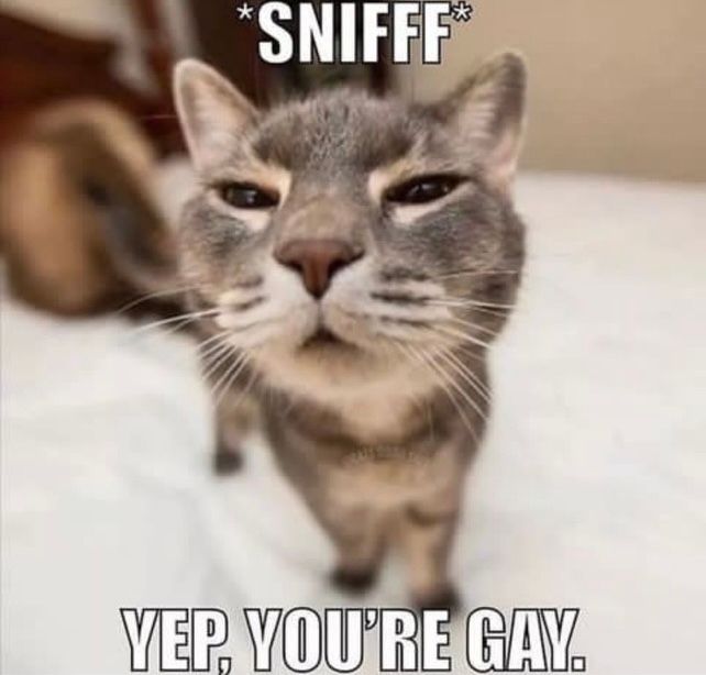 Posts Of Cats tweet media