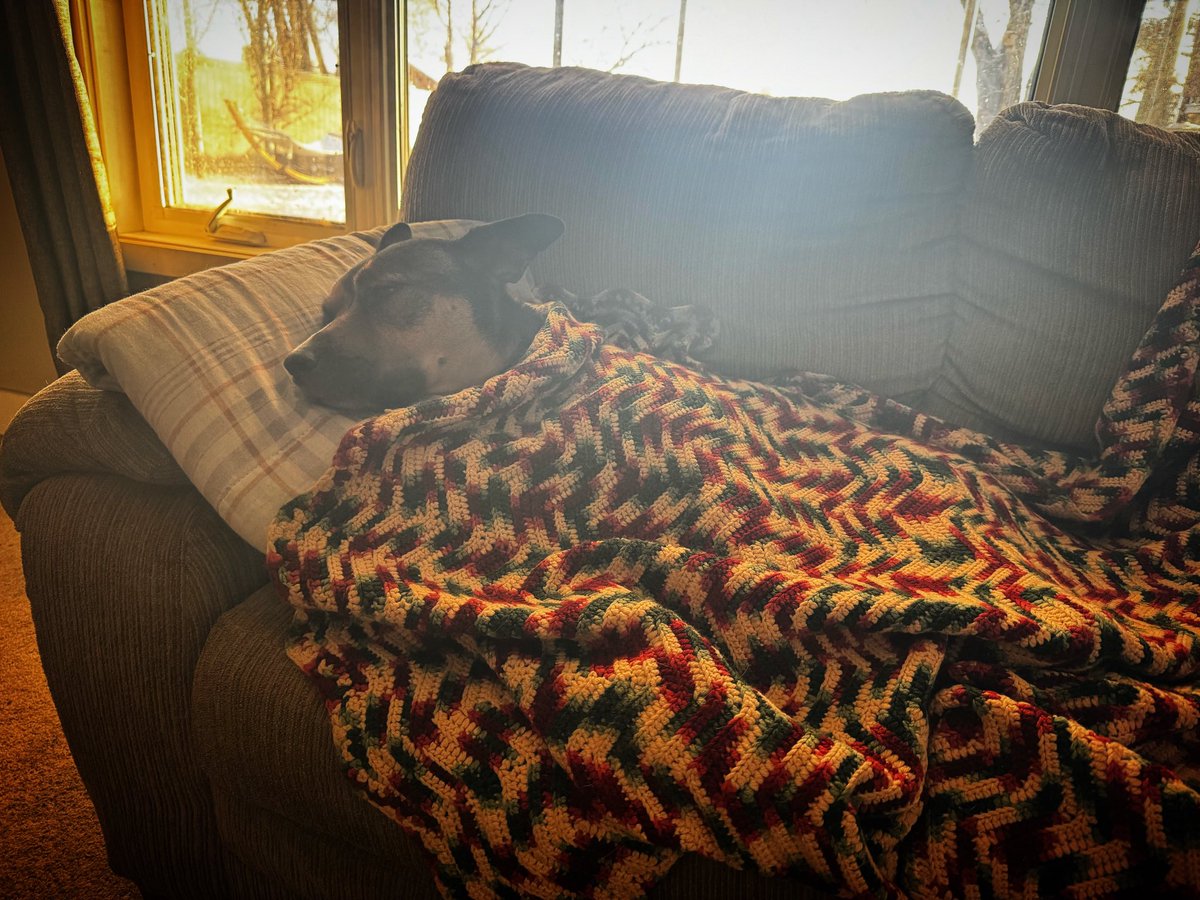 mygnarlybeard's tweet photo. #DayNaps #MikeyGetsComfy https://t.co/9gzlWzhHlk