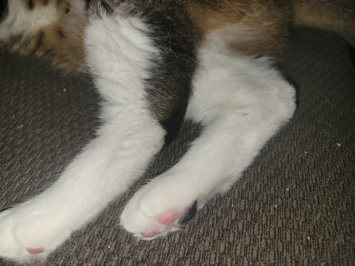 Purrmarrion's tweet photo. @feet_whisperer2 MEOW

https://t.co/z2n4NO8k9c
#toebean #toes #CatsOfTwitter https://t.co/OX9iOMCBL4