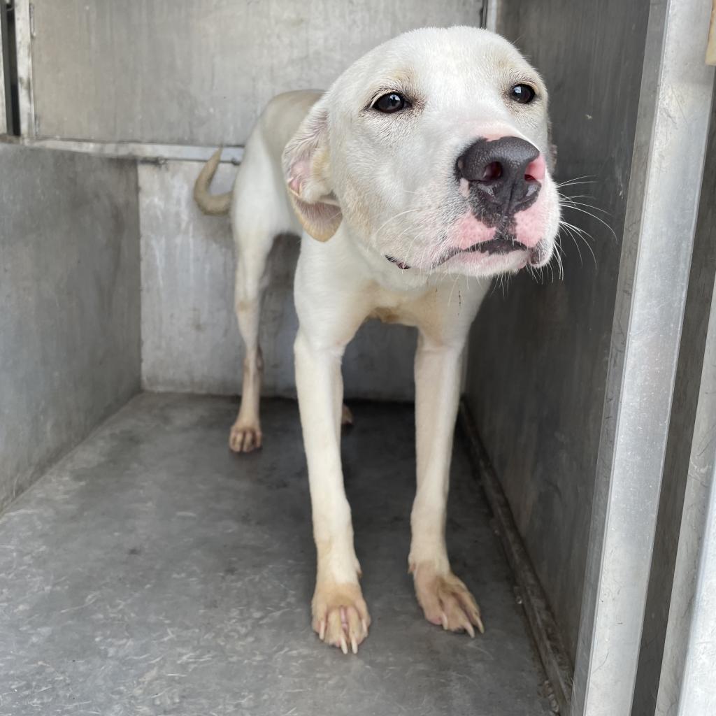 Meet Kaia, <a href="/pvastx/">Palm Valley Animal Society</a>'s pet of the week! 🐶 Kaia is a charming two-year-old pup who has spent the past year at the shelter, but she's ready for her forever home! ☀️
Her adoption fees are 100% waived. Meet Kaia at <a href="/pvastx/">Palm Valley Animal Society</a>'s Trenton Center, or email adopt@pvastx.org for more info.