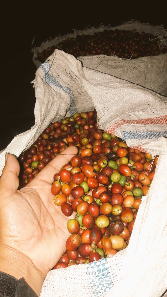 konadicoffee's tweet photo. https://t.co/8DIHArXw7e