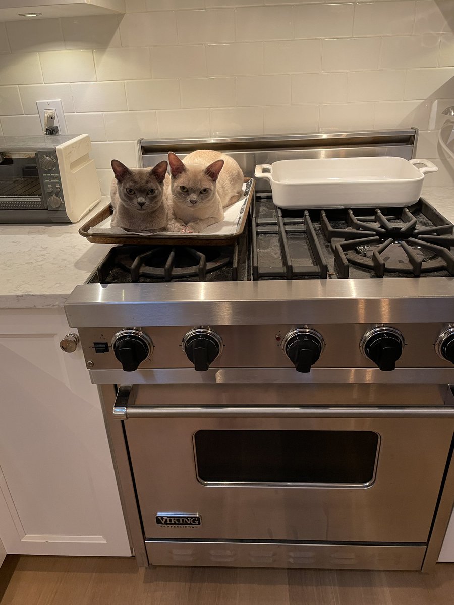 Khockey3's tweet photo. @rachelgoes262 @TheActualJasonM Here are my two naughty kitty-loaves https://t.co/a4ybVyXAYU