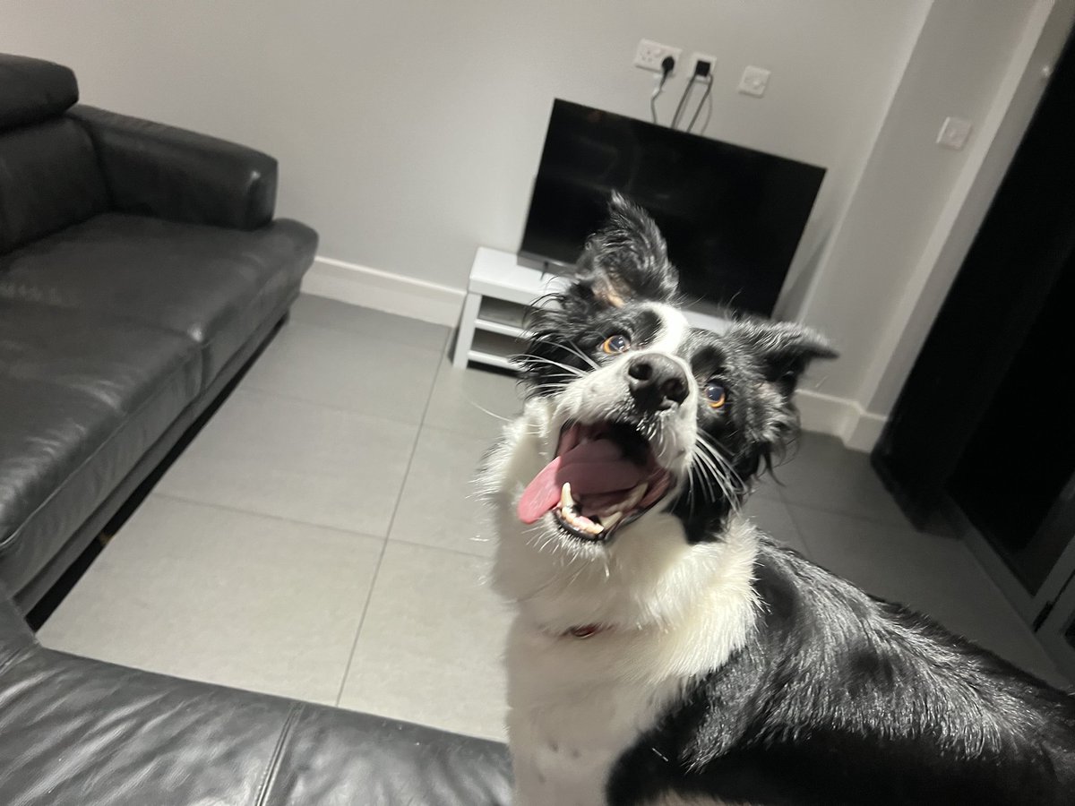 LUNA is such a lovely girl.  She is good with cats and children and ready for her new home 🏡