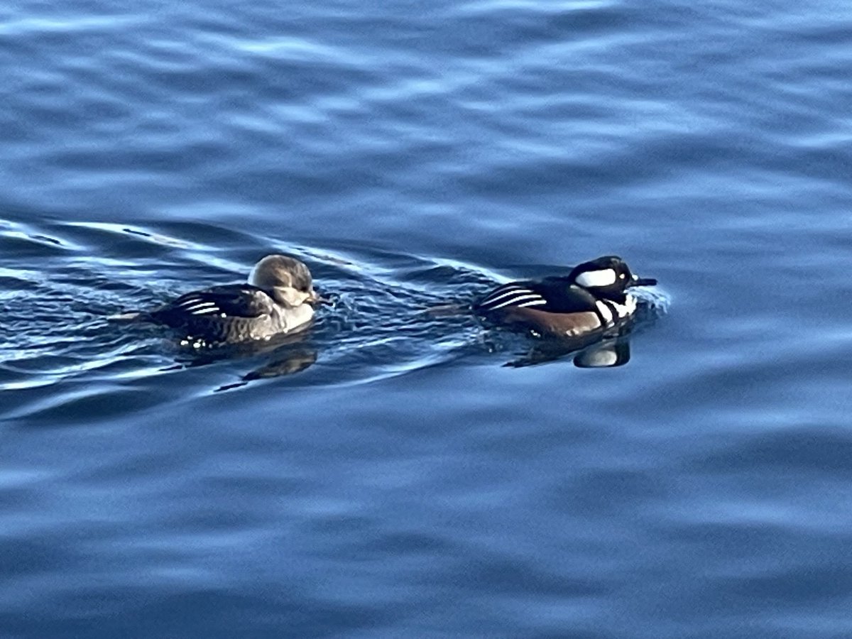 CoraTaningco's tweet photo. JOR Central Park Hooded Mergerser enjoying the weather #bidcpp https://t.co/8mOZ7860PB