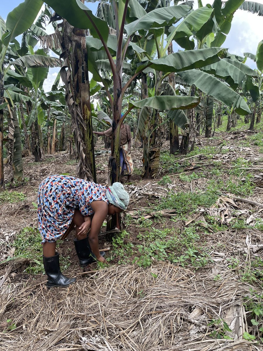 As people were on trips to dubai, france, Japan… I was busy wedding my plantation… #agriculture