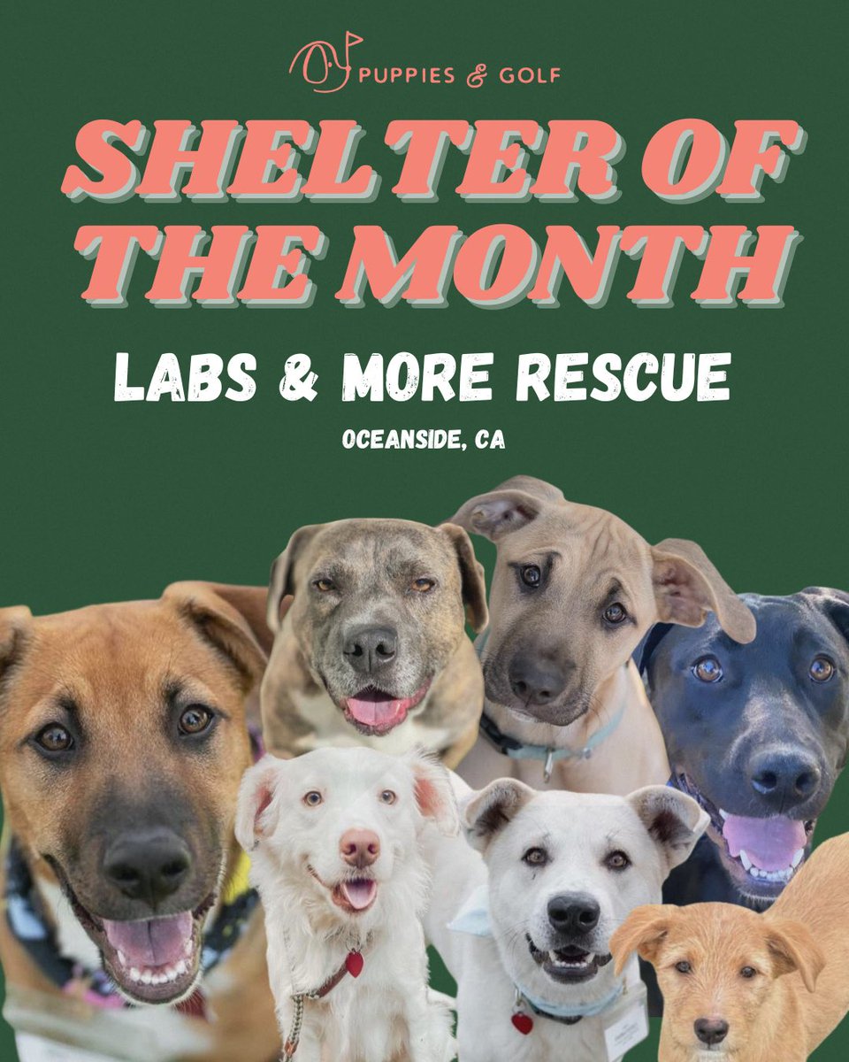 Introducing our January shelter of the month: @labsandmore 🐶 Labs & More is a grassroots, 100% volunteer run organization that operates on the strength of their dedicated volunteers. To learn more, head to labsandmore.org #dognonprofit #dogrescue #adoptdontshop #foster