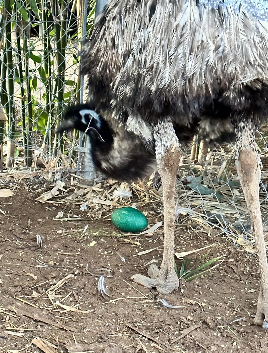 Keith Rhode tweet media