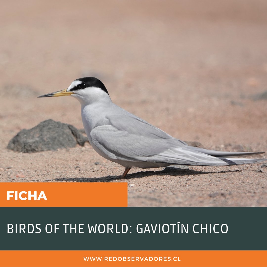 redobservadores tweet media