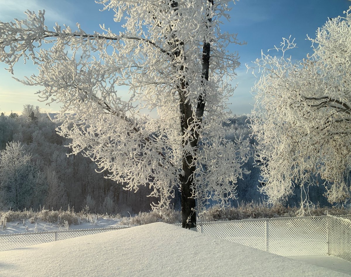 ChrCreditUnion's tweet photo. ...for every animal of the forest is mine, and the cattle on a thousand hills. I know every bird in the mountains, and the insects in the fields are mine (Psa. 50:10-11). 

Photo: Winter Backyard Beauty by Margaret R. | Edmonton, AB https://t.co/p7YMlrFczC