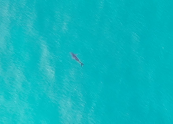 We don't often capture #cetaceans on the #drone, so always very exciting when we do! Here, possibly a melon-headed #whale? #caboverde #marinemegafauna #conservation #ecology