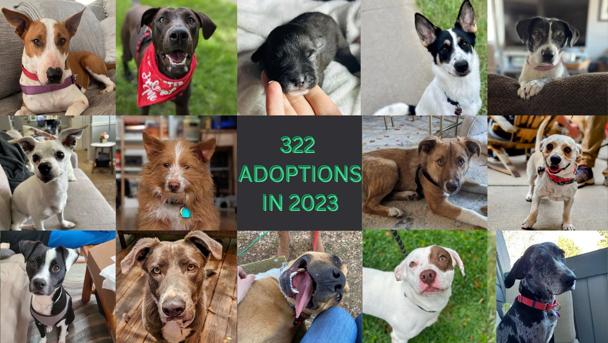 ARRColorado's tweet photo. As 2024 ramps up, we want to take a moment to celebrate our 2023 efforts! We adopted out 322 dogs!   Thank you to all the foster parents in 2023 for opening your homes and hearts!   

Browse our adoptable dogs: https://t.co/PrdRJ249GF about fostering:  https://t.co/z8pz9XtFP2 https://t.co/avais88KVn