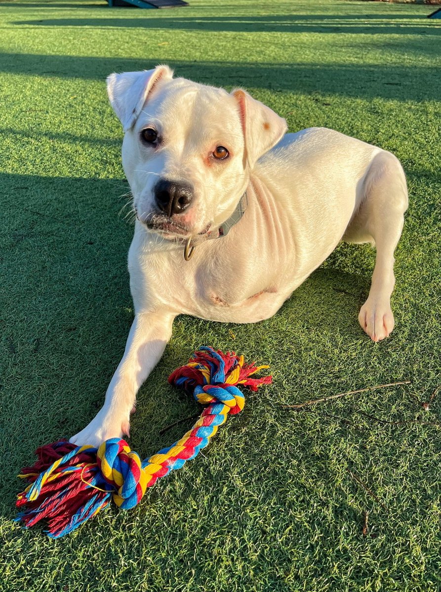 Please retweet to help Olive find a home #CHESHIRE #UK  
🔵 FOR ADOPTION, SPECIAL APPEAL 🔵
Sweet Staffordshire Bull Terrier aged 11 months. She has had a tough start in life, born deaf she has also had to have her leg amputated.
 She can live with another dog and with children