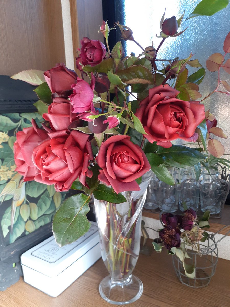 やっと、バラを剪定したので、残り花をまとめて愛でる😊
#TerracottaTL 🇫🇷 
#CardinalHume 🇬🇧
#バラ #ガーデニング