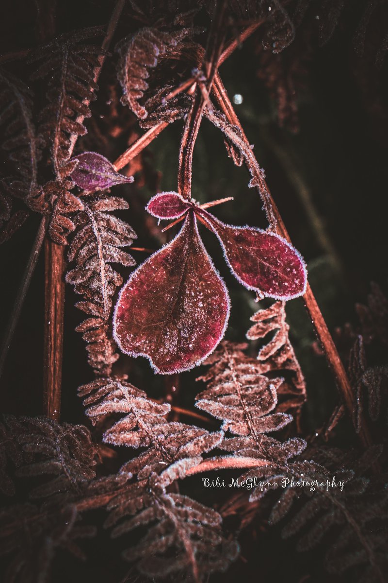 Bibimcg's tweet photo. #frosty morning in Letterkenny.
#bibimcglynnphotography https://t.co/H5vB1NnNA6