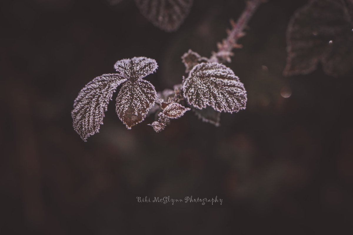 #frosty morning in Letterkenny.
#bibimcglynnphotography