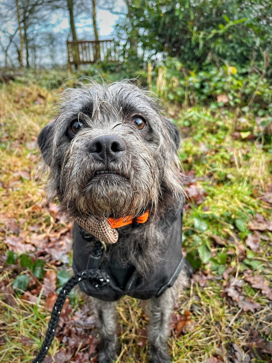 Please retweet to help Milo find a home #CHESHIRE #UK 
🔵FOR ADOPTION🔵
Affectionate little crossbreed aged 1. Found as a stray, no history known about him, he's looking for an adult home. 
He can possibly live with another dog🐶✅
DETAILS or APPLY👇
dogshome.net/dog-for-adopti…

This