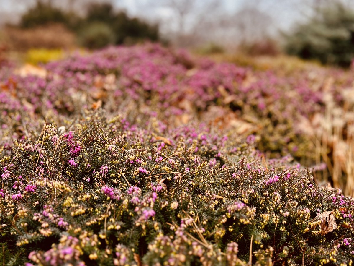 PSA: Heather is starting to bloom in Fort Tryon Park.