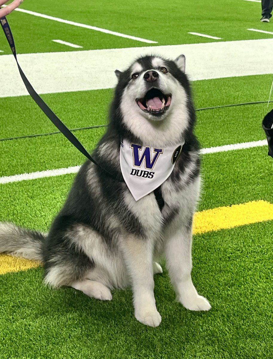 ChrisVannini's tweet photo. LOOK AT THE GOOD DOG https://t.co/QQpoHIHALL