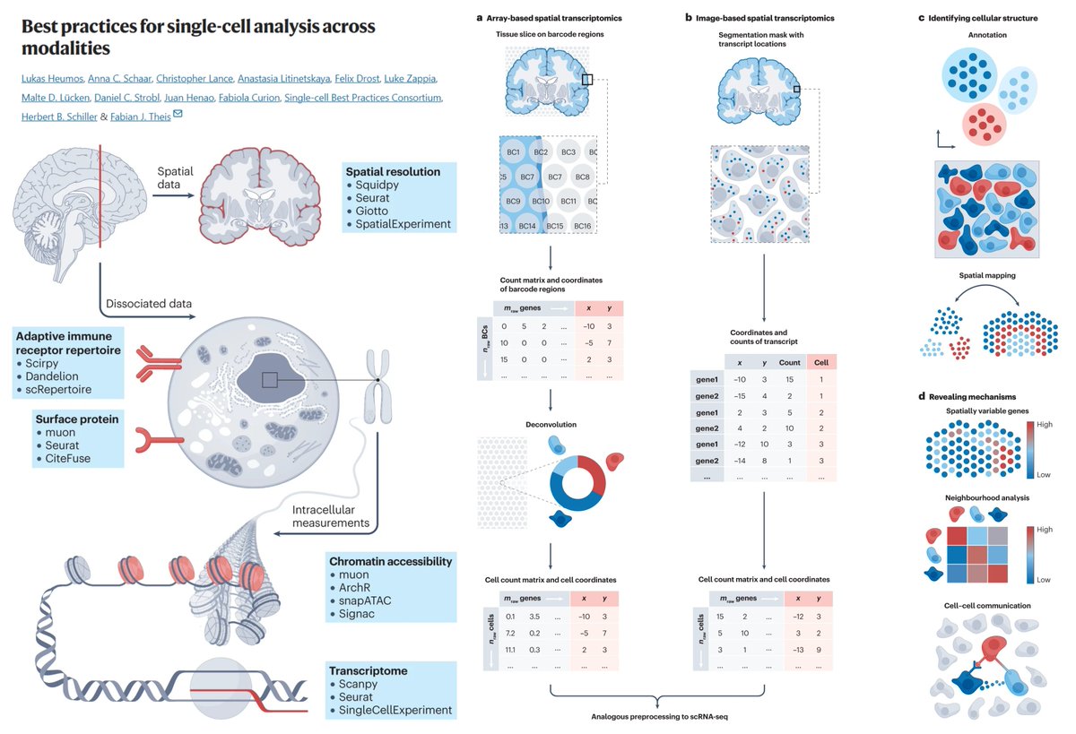 Hao Yin (@haoyin20) on Twitter photo Best practices for single-cell analysis across modalities😋
A comprehensive must-read for single-cell & spatial omics learners
<a href="/LukasHeumos/">Lukas Heumos</a> @AnnaCSchaar <a href="/fabian_theis/">Fabian Theis</a> <a href="/NatureRevGenet/">Nature Reviews Genetics</a> 2023
nature.com/articles/s4157…
Copiable, Essential Codes available👇👏
sc-best-practices.org/preamble.html Best practices for single-cell analysis across modalities😋
A comprehensive must-read for single-cell & spatial omics learners
<a href="/LukasHeumos/">Lukas Heumos</a> @AnnaCSchaar <a href="/fabian_theis/">Fabian Theis</a> <a href="/NatureRevGenet/">Nature Reviews Genetics</a> 2023
nature.com/articles/s4157…
Copiable, Essential Codes available👇👏
sc-best-practices.org/preamble.html