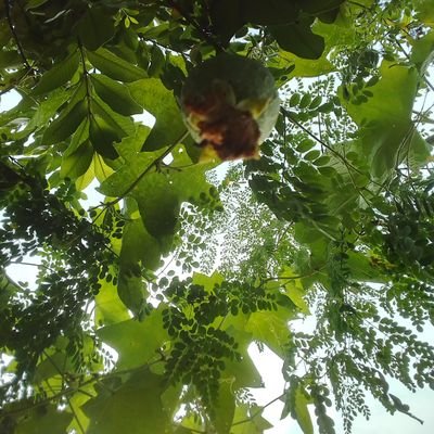 Primperon Dartanyan tweet media