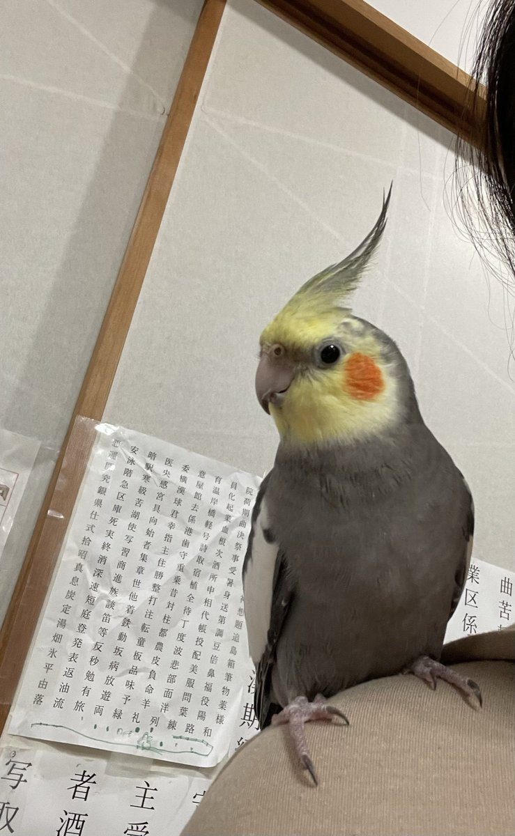 rakiraki0318's tweet photo. #迷い鳥　#オカメインコ
2023/3/18オカメインコのラッキーが母の肩に乗っていて、母が気づかず郵便物を取りに外に出てしまい驚いて飛んで行きました。府中市近辺です。何処かで見かけたなどありましたらお知らせ下さい。誰かに拾われている事を願っています。本当に本当にごめんなさい。 https://t.co/Y2HVYCzhNt
