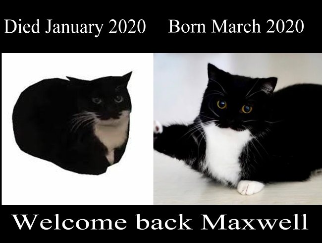 I was reading up about the story about the Maxwell cat (Jess), and I realized how close they lined up.