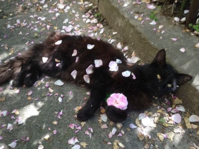 cat archives tweet media