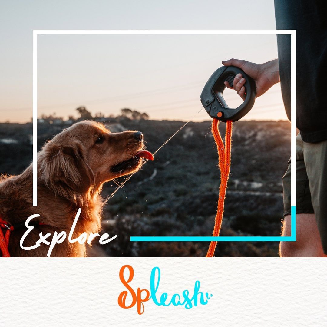 TailChasersLLC's tweet photo. Sip, sip, hooray! Keep your dog hydrated and refreshed with Spleash 💦🌊

#hydration #refreshment #sustainability #environment #newproduct #stayhydrated #spleashsplash #spleashyourleash #spleash #petwaterbottle #dogwaterbottle https://t.co/oBw6C6R8M1