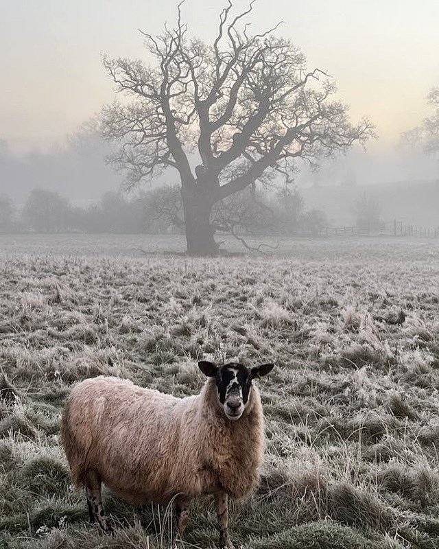 nationaltrust's tweet photo. You'll probably need your big coat when heading out for a walk.

Photo: @HanburyHallNT https://t.co/yW4uPO880m