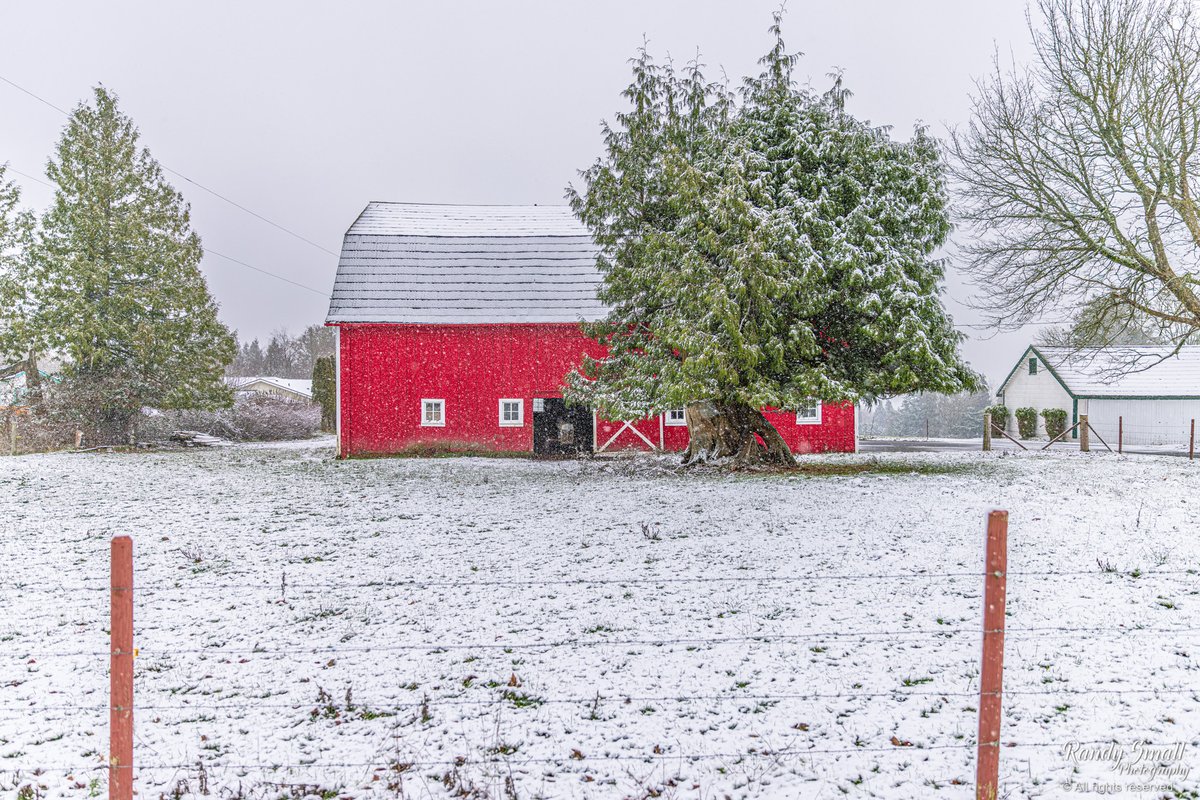 RandySmall's tweet photo. Stunning snowy scene in Ferndale, WA on Church Rd this morning. #wawx #pnw https://t.co/QAAk3xuWpo