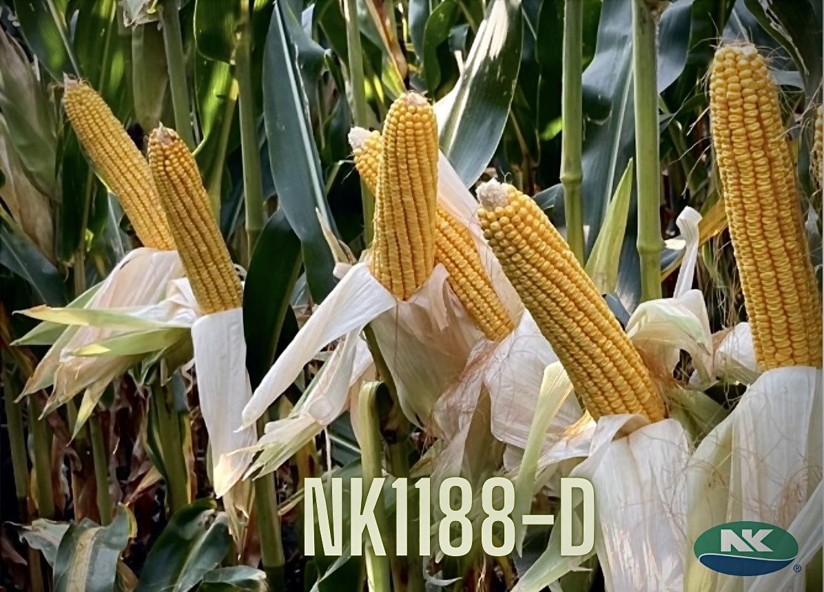 Spotlighting an industry leading product
💥NK1188-D💥

Reasons to consider this hybrid:
✨#1 sold hybrid within NK Brand🥇
✨Exciting yield potential & agronomics
✨Versatile across many acres 🙌
✨Dual purpose hybrid allowing for many different uses 🌽

#SuccessMatters @NKSeeds