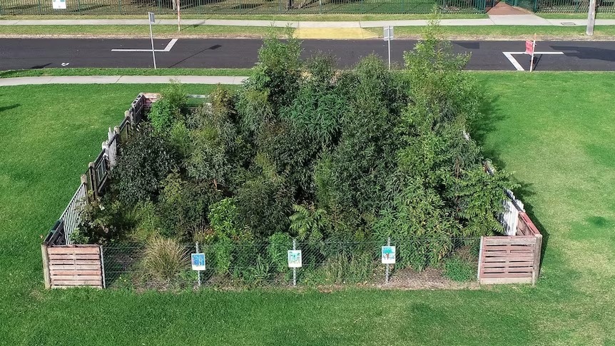 AAPremlall's tweet photo. Tiny forests are springing up in urban areas to combat climate change. This one measures just 10m x 10m
#planttrees #treestreestrees #urbantrees #urbanag
https://t.co/2V86yp3ayI https://t.co/pyavTIpE9M