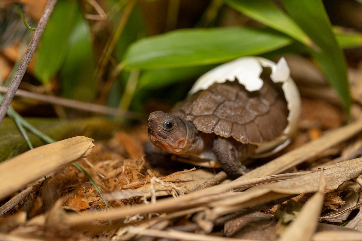 turtletweets's tweet photo. This cutie has no idea how important they are! One of the very Sulawesi forest turtles born at the center last year, they represent hope for the future of one of the most endangered species &amp; mark a significant milestone in the ongoing fight to save them. https://t.co/l8WP8cg4Sx