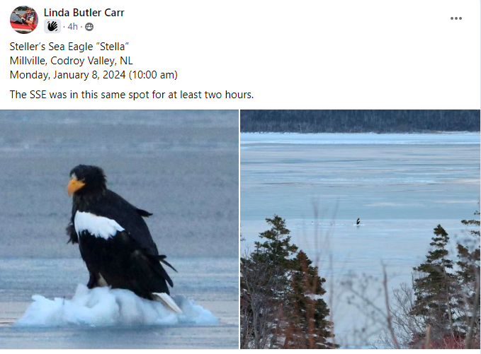 Several great sightings of the Steller's Sea-Eagle in Codroy Valley, NL! Below is one from earlier today, as seen in the 'Steller's Sea Eagle in Canada' Facebook group! #StellersSeaEagle
