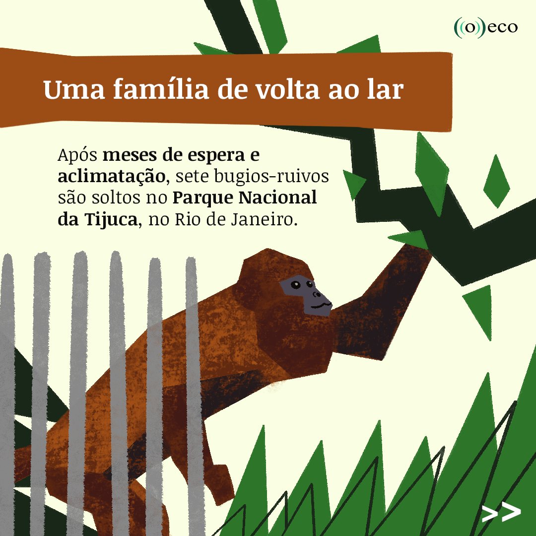 ((o))eco | Jornalismo Ambiental (@o_eco) on Twitter photo 🧶 UMA FAMÍLIA DE VOLTA AO LAR
Sete bugios são soltos para reforçar população no Parque Nacional da Tijuca. Confira na HQ a seguir: ⬇️
📜 <a href="/DudaMenegassi/">Duda Menegassi</a>
🖊️ <a href="/fenggler/">Gabriela Güllich</a> 🧶 UMA FAMÍLIA DE VOLTA AO LAR
Sete bugios são soltos para reforçar população no Parque Nacional da Tijuca. Confira na HQ a seguir: ⬇️
📜 <a href="/DudaMenegassi/">Duda Menegassi</a>
🖊️ <a href="/fenggler/">Gabriela Güllich</a>