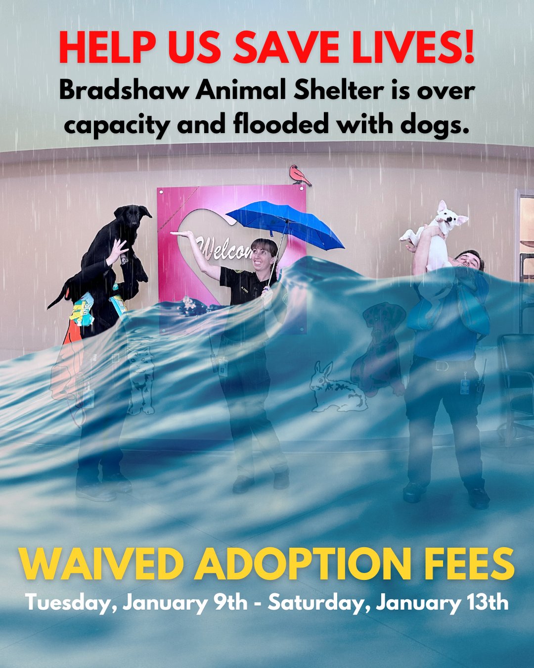 Bradshaw shelter sale lost and found