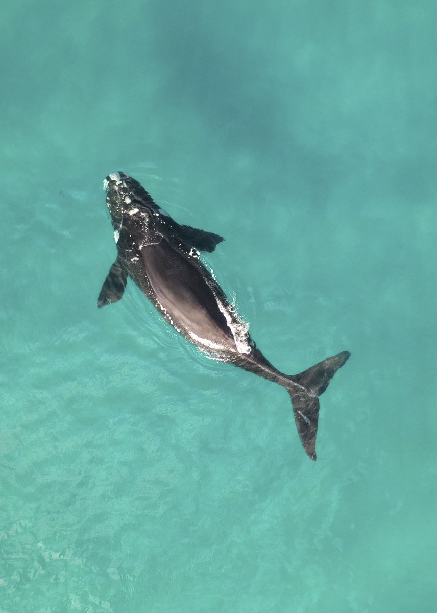 Interested in funded PhD position in marine megafauna foraging ecology and health? Opportunity @AucklandUni on 'Drivers of the foraging ground use & recovery in Southern Ocean climate sentinel – southern right whale' Fantastic supervisory team, info: whalednalab.blogs.auckland.ac.nz/news/