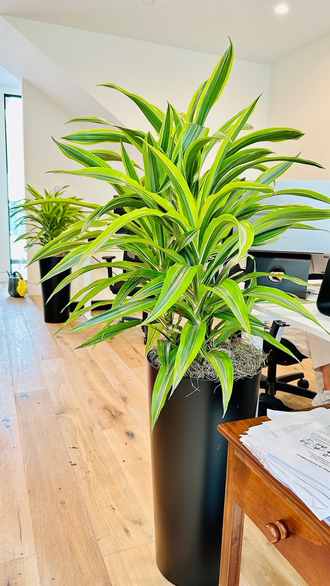 Hello Everyone! 🌿 This new year, bring a touch of fresh greenery to your workspace with our stunning office plants. Please feel free to contact  (415) 431-3632 or email us at email sales@thewrightgardner.com

#OfficePlants #PlantLovers #GreenOffice #NewYearNewPlants #2022Goals