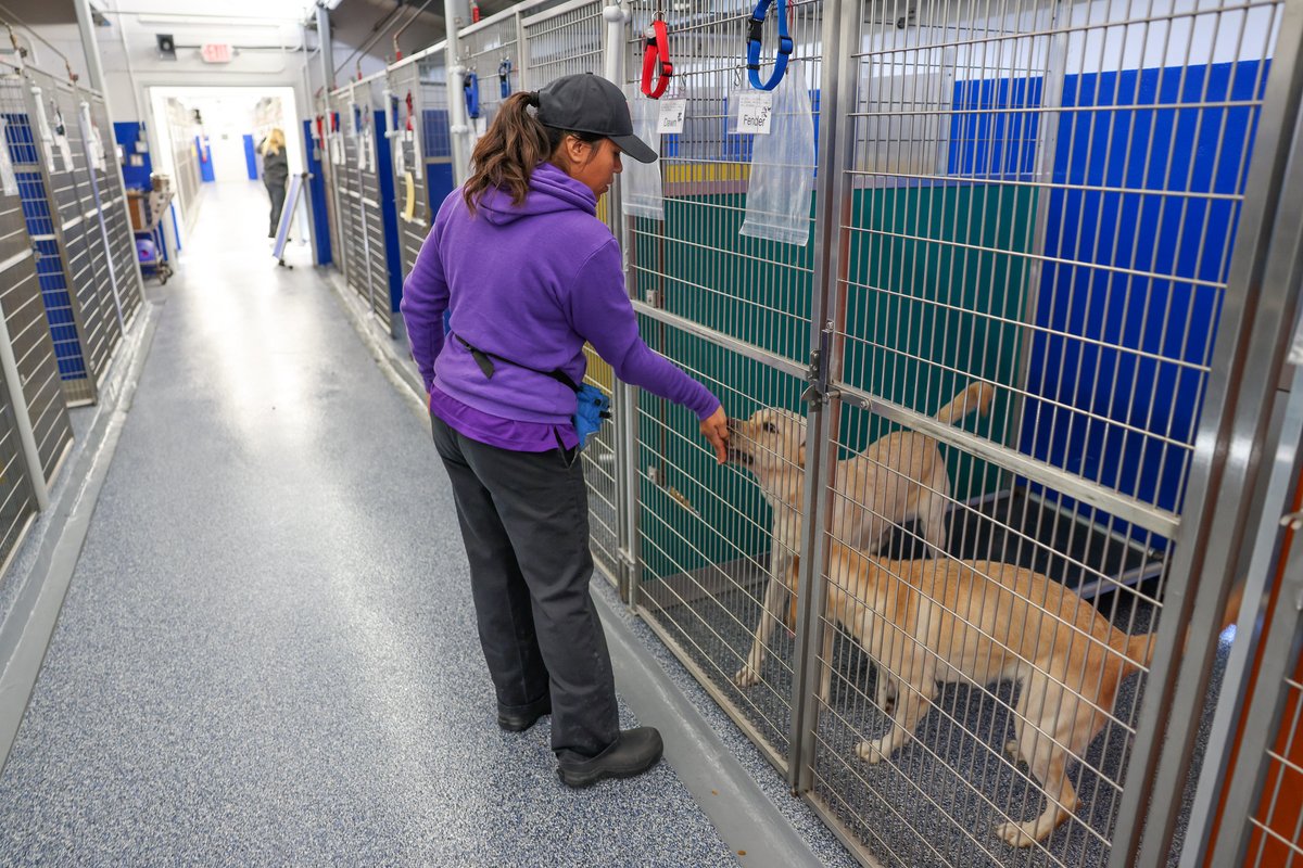 Since our kennels are a home away from home for our dogs, it is critical we keep their minds sharp and their moods happy throughout their stay with us! The vibrant, rainbow-colored panels are mentally stimulating and provide even more room for our four-legged guests.