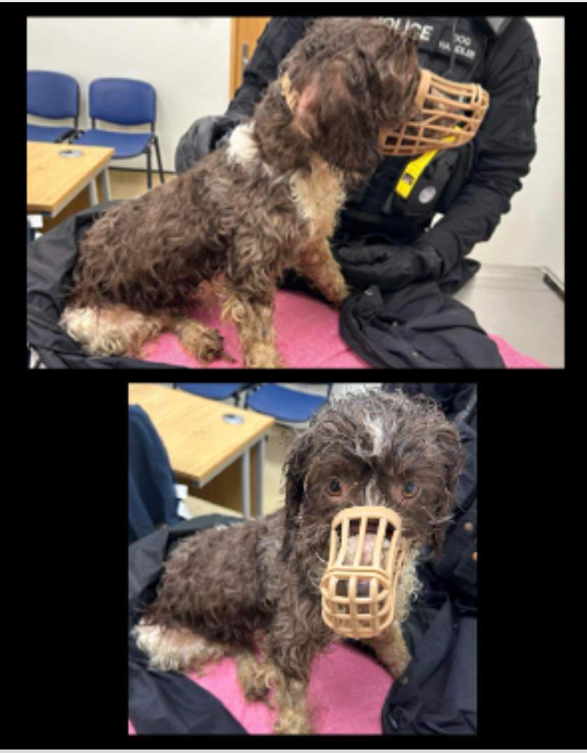 marie_kate2's tweet photo. FOUND #Stanley #TheMiddles. Looks to have been straying for some time. Contact 101 quoting DHM-07012024-0262 https://t.co/7LZs1Uz2Bz