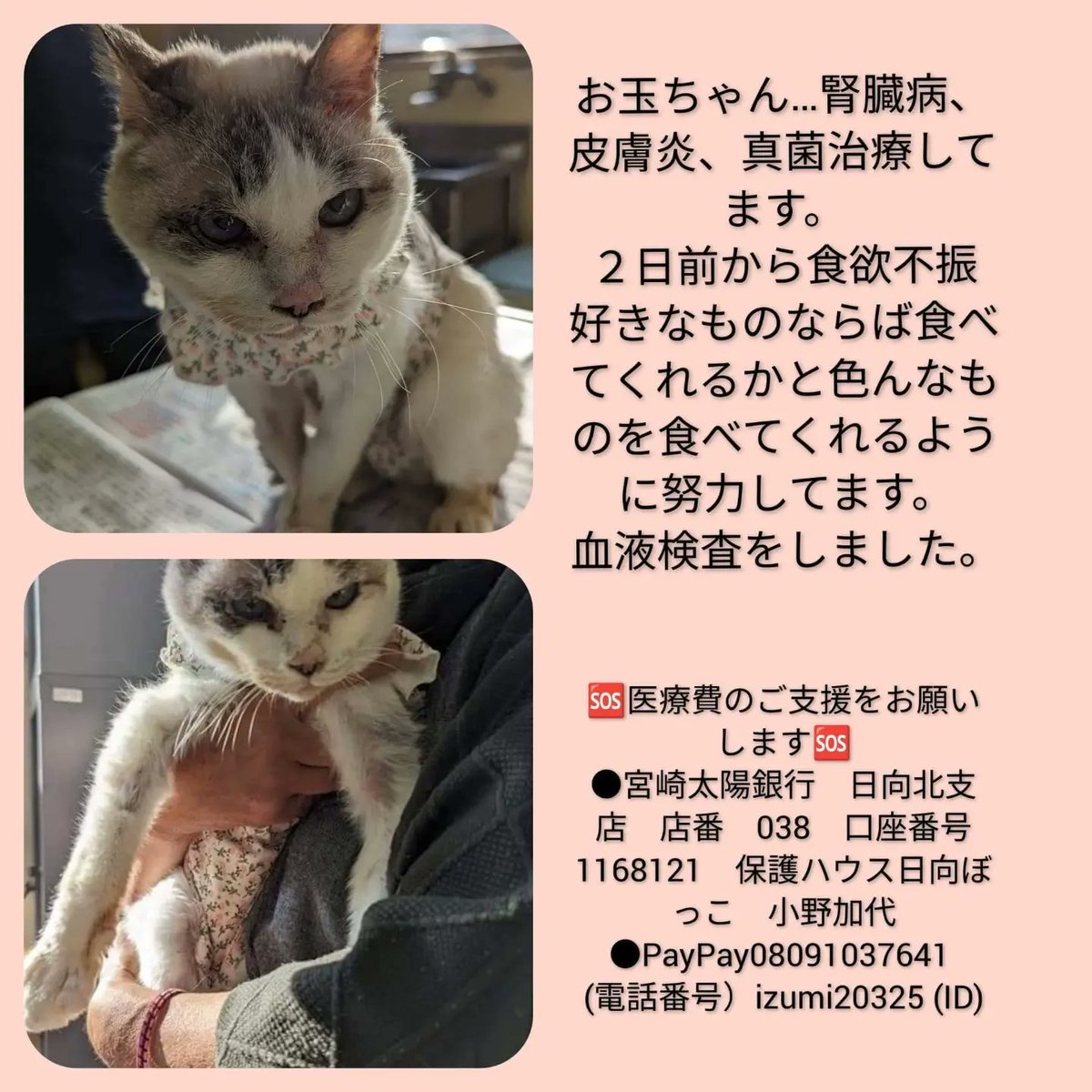 izumi20325's tweet photo. 1月9日am5:00
昨日は　お玉ちゃん　ノリピーちゃん　チッチちゃんの３匹の通院でした。

お玉ちゃん…毎日
腎臓病、皮膚炎、真菌治療してます。
食欲旺盛で看病の子達の中で食べる量が１番になりました。
毎日お薬入の点滴治療です。 https://t.co/X6IQJ2Sm5M