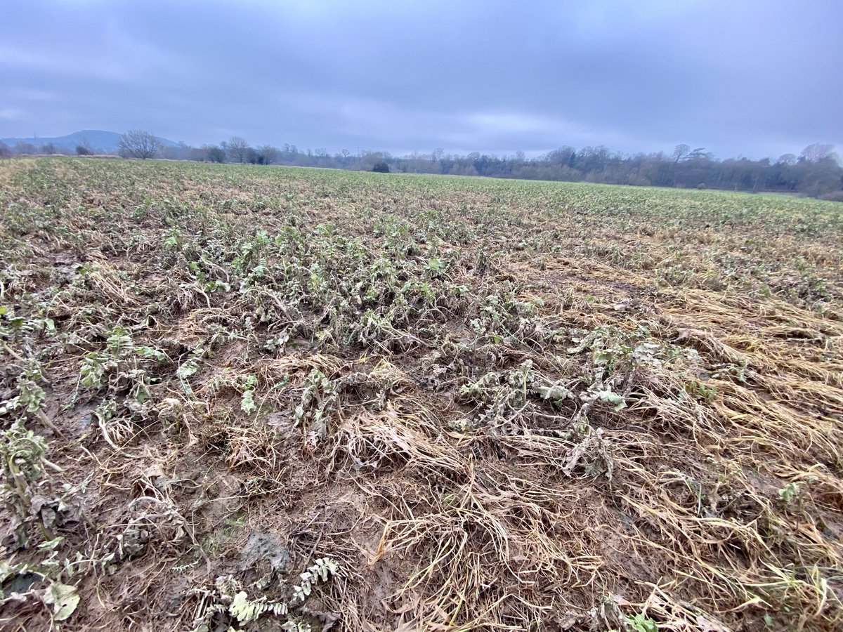 The hidden benefits of cover crops during flooding, silt and nutrient trapping, would anyone be willing to study the economic benefit of this in the Wye valley?