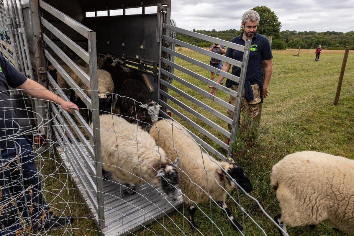 Banstead Commons Conservators (@bcconservators) on Twitter photo ๐ ๐๐๐๐๐๐๐ ๐๐๐๐๐๐ ๐
30 sheep will be introduced to Pen 2 on Banstead Downs on Wed 10 Jan.
๐๐ฅ๐๐๐ฌ๐ ๐ค๐๐๐ฉ ๐๐จ๐ ๐ฌ ๐จ๐ง ๐ฅ๐๐๐๐ฌ ๐๐ซ๐จ๐ฎ๐ง๐ ๐ญ๐ก๐ ๐๐ง๐๐ฅ๐จ๐ฌ๐ฎ๐ซ๐๐ฌ.
Thank you for your cooperation.
Further info here: bit.ly/48OLd25 ๐ ๐๐๐๐๐๐๐ ๐๐๐๐๐๐ ๐
30 sheep will be introduced to Pen 2 on Banstead Downs on Wed 10 Jan.
๐๐ฅ๐๐๐ฌ๐ ๐ค๐๐๐ฉ ๐๐จ๐ ๐ฌ ๐จ๐ง ๐ฅ๐๐๐๐ฌ ๐๐ซ๐จ๐ฎ๐ง๐ ๐ญ๐ก๐ ๐๐ง๐๐ฅ๐จ๐ฌ๐ฎ๐ซ๐๐ฌ.
Thank you for your cooperation.
Further info here: bit.ly/48OLd25