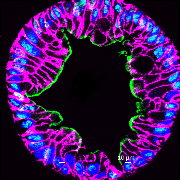 From the Labs at Baylor College of Medicine tweet media