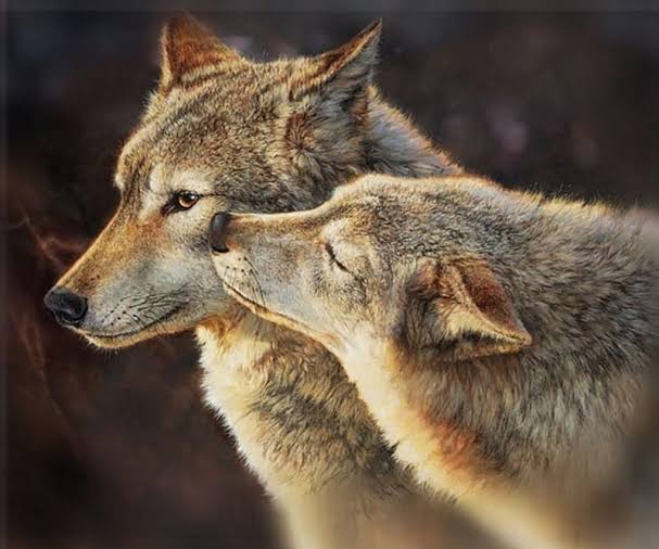 When the Wolf 🐺 finds the partner the bond is for the lifetime.