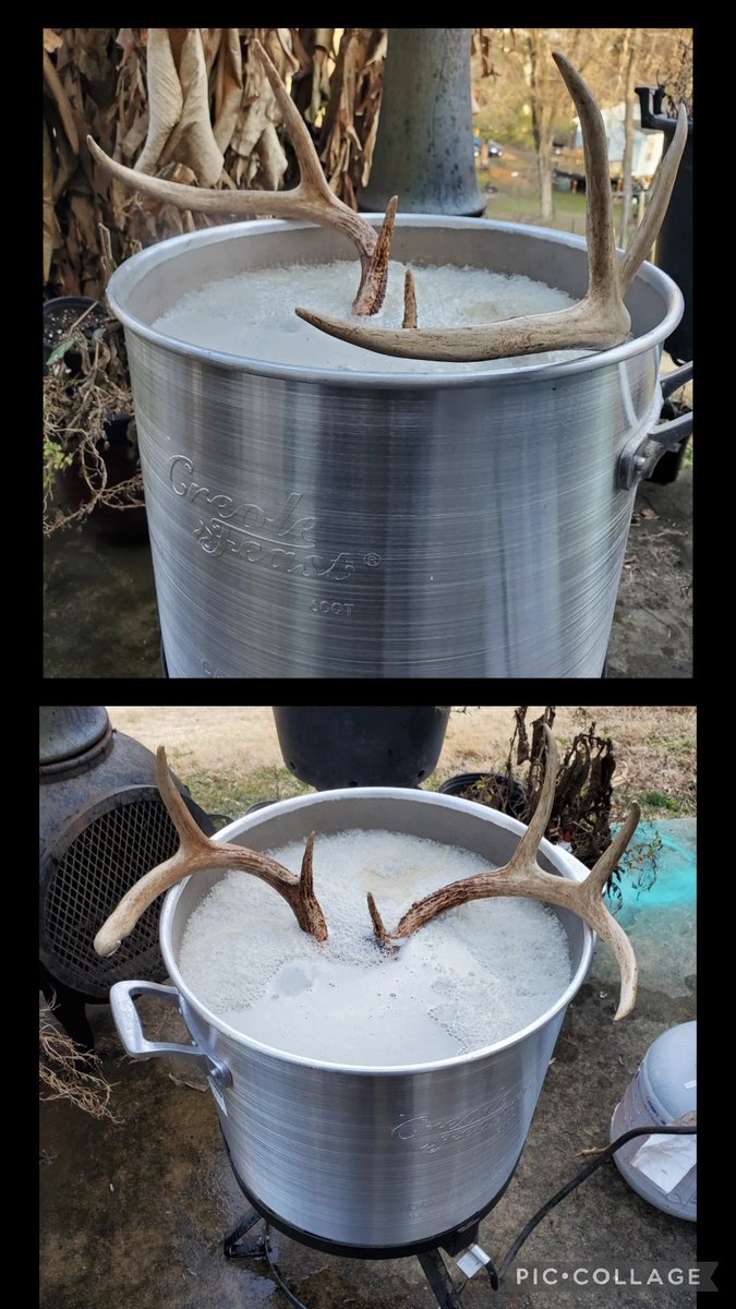 Finally getting around to boiling my 7pt skull 
Was getting a little stinky
#skullmount 
#Europeanmount or
something like that